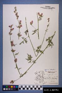 Sphaeralcea grossulariifolia image